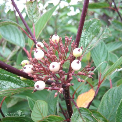 Cornus alba Kesselringii, Blodkornell, 100 stam C10