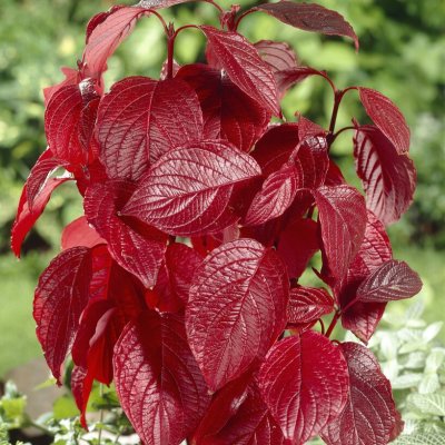 Cornus alba Siberian Pearls, Rysk Kornell