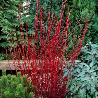 Cornus alba Sibirica, Korallkornell