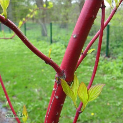 Cornus alba Sibirica, Korallkornell, 100 stam C10