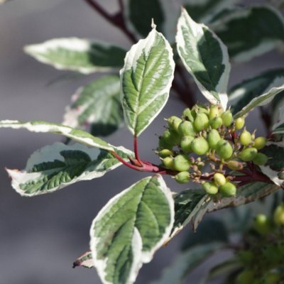 Cornus alba Sibirica Variegata, Korallkornell, Rysk Kornell, C5