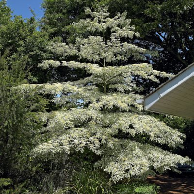 Cornus alternifolia Argentea, Kranskornell, 30-40 C4