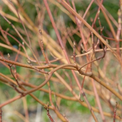 Cornus alternifolia Winter Orange, Kranskornell, 30-40 C3