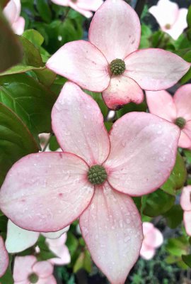 Cornus kousa Blooming Pink Tetra