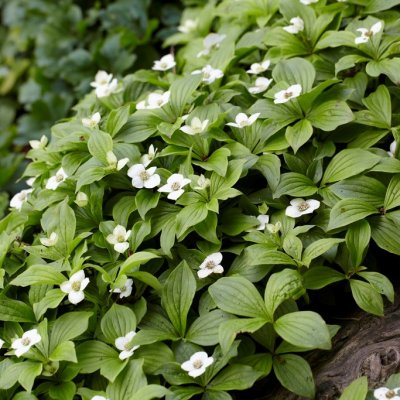 Cornus canadensis, Amerikanskt Hönsbär, P9cm