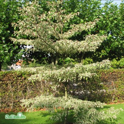 Cornus controversa Variegata, Pagodkornell, 60-80 C7,5