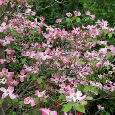 Cornus florida Cherokee Chief (Royal Red), Blomsterkornell