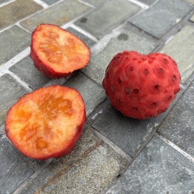 Cornus kousa Bultinck´s Giant Flower
