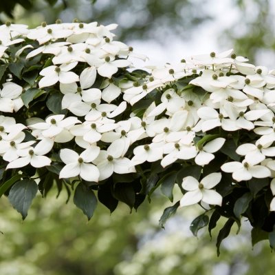 Cornus kousa China Girl, Kinesisk Blomsterkornell, 80-100 C