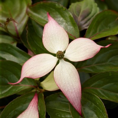 Cornus kousa Dwarf Pink, Koreansk Blomsterkornell, 60-80 C5