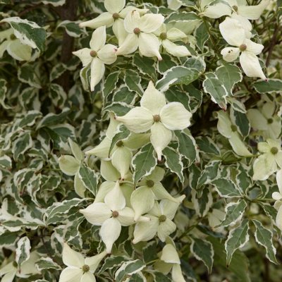 Cornus kousa Laura ®, Koreansk Blomsterkornell