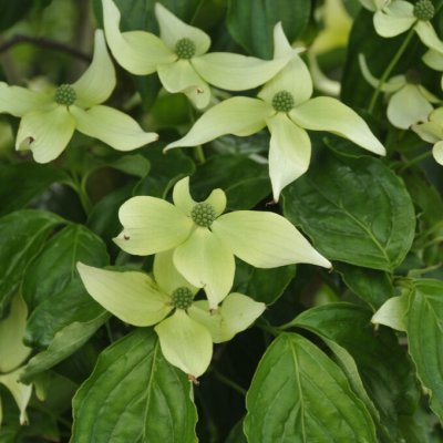 Cornus kousa Moonbeam, Koreansk Blomsterkornell