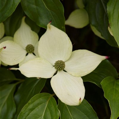 Cornus kousa Pink Lips, Koreansk Blomsterkornell, 60-80 C5