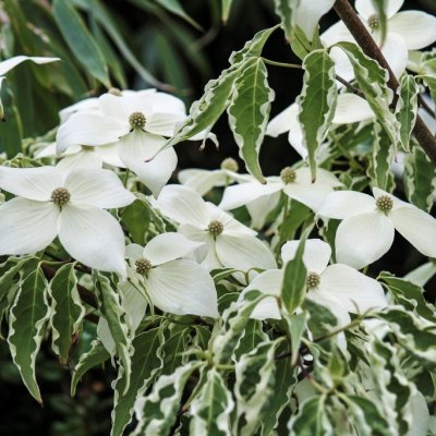 Cornus kousa Samaritan, Koreansk Blomsterkornell, 60-80 C5