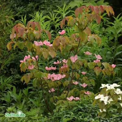 Cornus kousa Satomi, Koreansk Blomsterkornell, 80-100 C