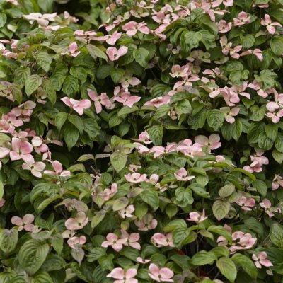 Cornus kousa Satomi Compact, Koreansk Blomsterkornell
