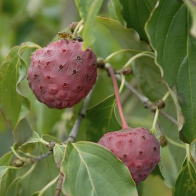 Cornus kousa Teutonia