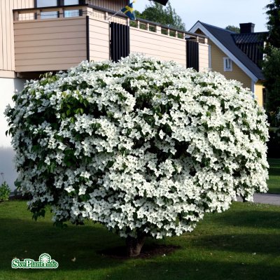 Cornus kousa China Girl, Kinesisk Blomsterkornell, 80-100 C