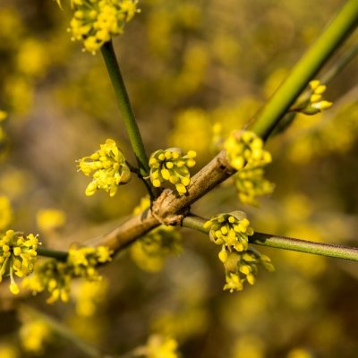 Cornus mas Aurea Elegantissima, Körsbärskornell, 40-60 C