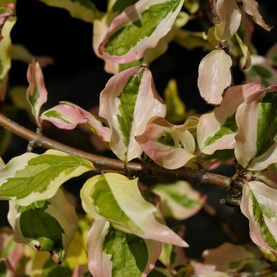 Cornus mas Aurea Elegantissima, Körsbärskornell, 40-60 C