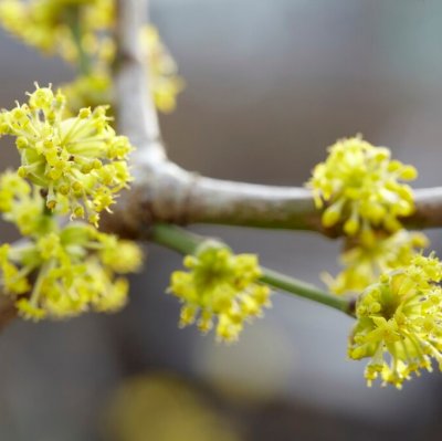 Cornus mas Jolico, Körsbärskornell, 60-80 C5