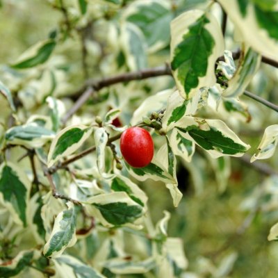 Cornus mas Variegata, Körsbärskornell, 50-60 C5