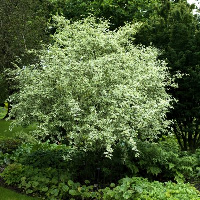 Cornus mas Variegata, Körsbärskornell, 50-60 C5