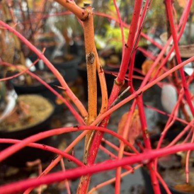 Cornus sanguinea Anny´s Winter Orange