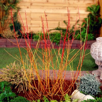 Cornus sanguinea Midwinter Fire, Skogskornell