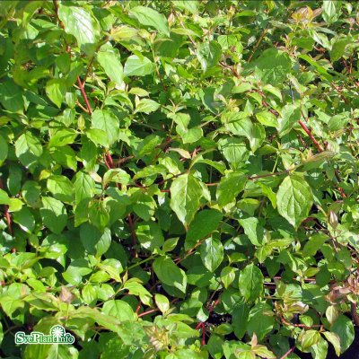 Cornus sanguinea Midwinter Fire, Skogskornell, busk co