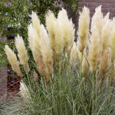 Cortaderia selloana Pumila, Pampasgräs, C5