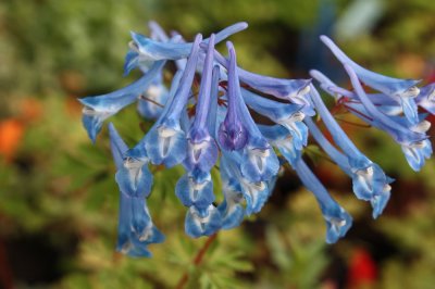 Corydalis Craigton Blue, Nunneört, P9cm