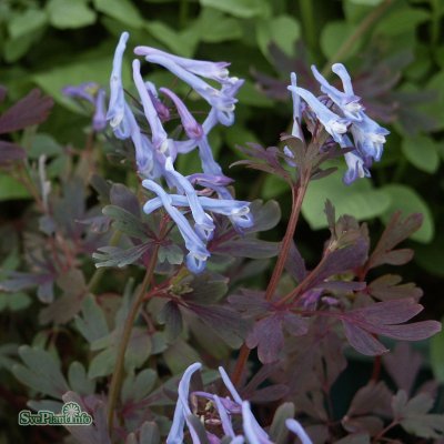 Corydalis flexuosa Purple Leaf, Pandanunneört, P9cm