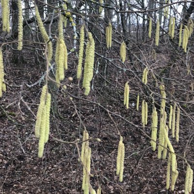 Corylus avellana, Hassel
