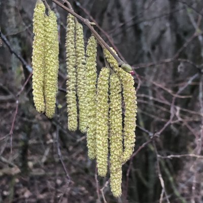 Corylus avellana, Hassel