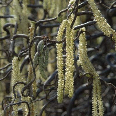 Corylus avellana Contorta, Ormhassel, 80 stam co
