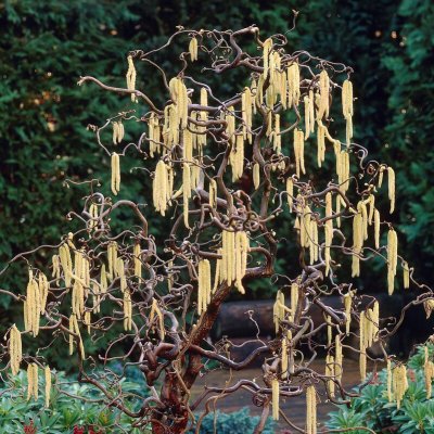 Corylus avellana Scooter, Ormhassel, 50 stam C4,6