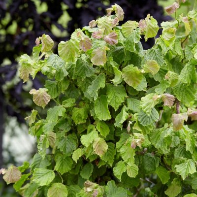 Corylus avellana Twister, Ormhassel