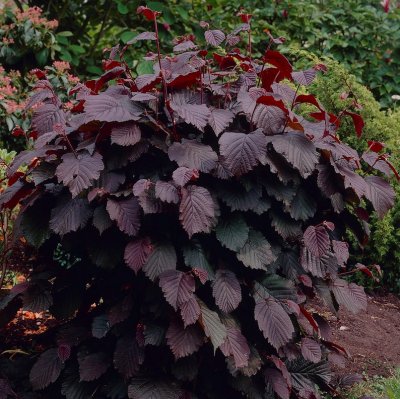 Corylus maxima Purpurea, Blodhassel, 60-80 C5