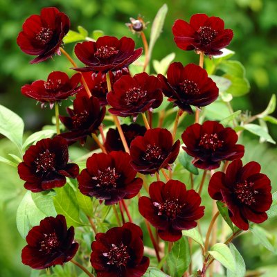 Chokladskära Chokladblomma Cosmos atrosanguineus 1st