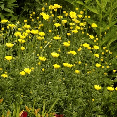 Cota tinctoria Kelwayi, Färgkulla, P9cm