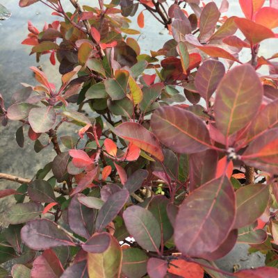 Cotinus coggygria Red Spirit ®, Perukbuske, 25-30 C2