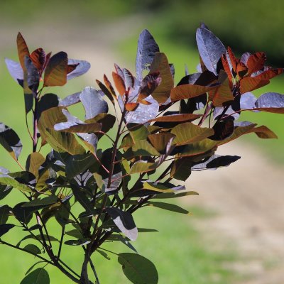 Cotinus coggygria Grace, Perukbuske, 80-100 C7,5