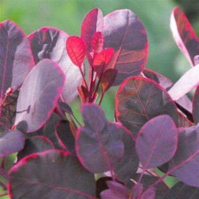 Cotinus coggygria Lilla ® , Perukbuske, 25-30 C4