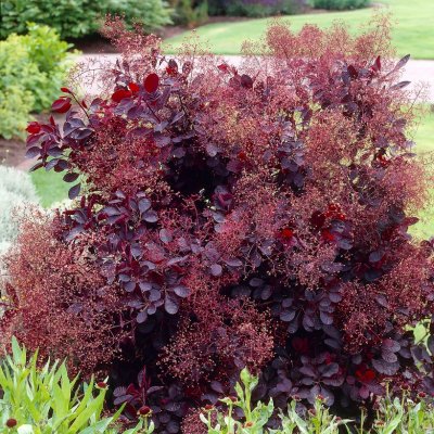 Cotinus coggygria Royal Purple, Perukbuske, 70 stam C4