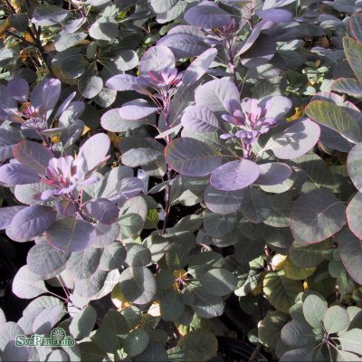 Cotinus coggygria Royal Purple, Perukbuske, 30-40 C3