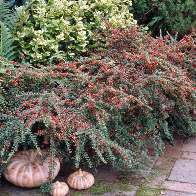 Cotoneaster horizontalis, Lingonoxbär