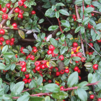 Cotoneaster suec. Coral Beauty, Parkoxbär, 80 stam C4