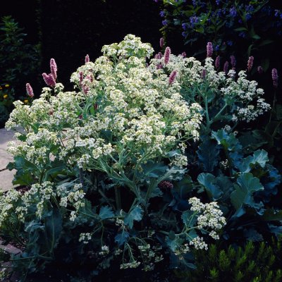 Crambe maritima, Strandkål, C3
