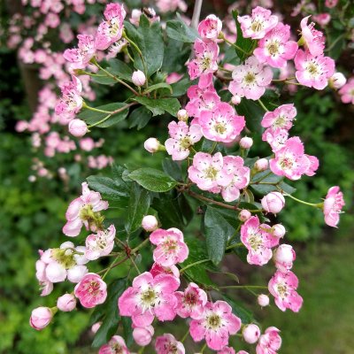 Crataegus laevigata Lettland, Rundhagtorn, 90-110 stam co